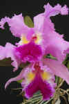 Cattleya.lueddemanniana.jpg (43887 bytes)